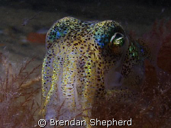 Southern Bobtail Squid. Taken in Port Philip Bay Melbourn... by Brendan Shepherd 
